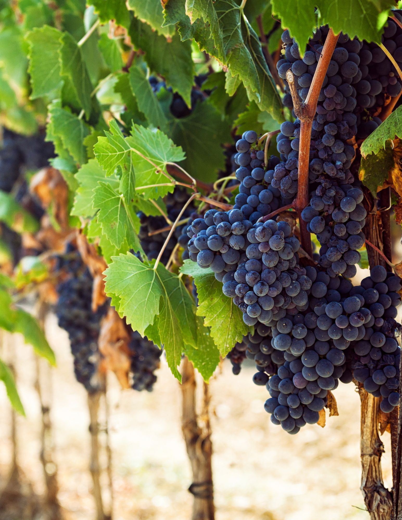 Ripe Wine Grapes on the Vine at Harvest Time Close-up of ripe, dark purple wine grapes hanging from vineyard vines, surrounded by green leaves and sunlit rows—capturing the peak of harvest season.