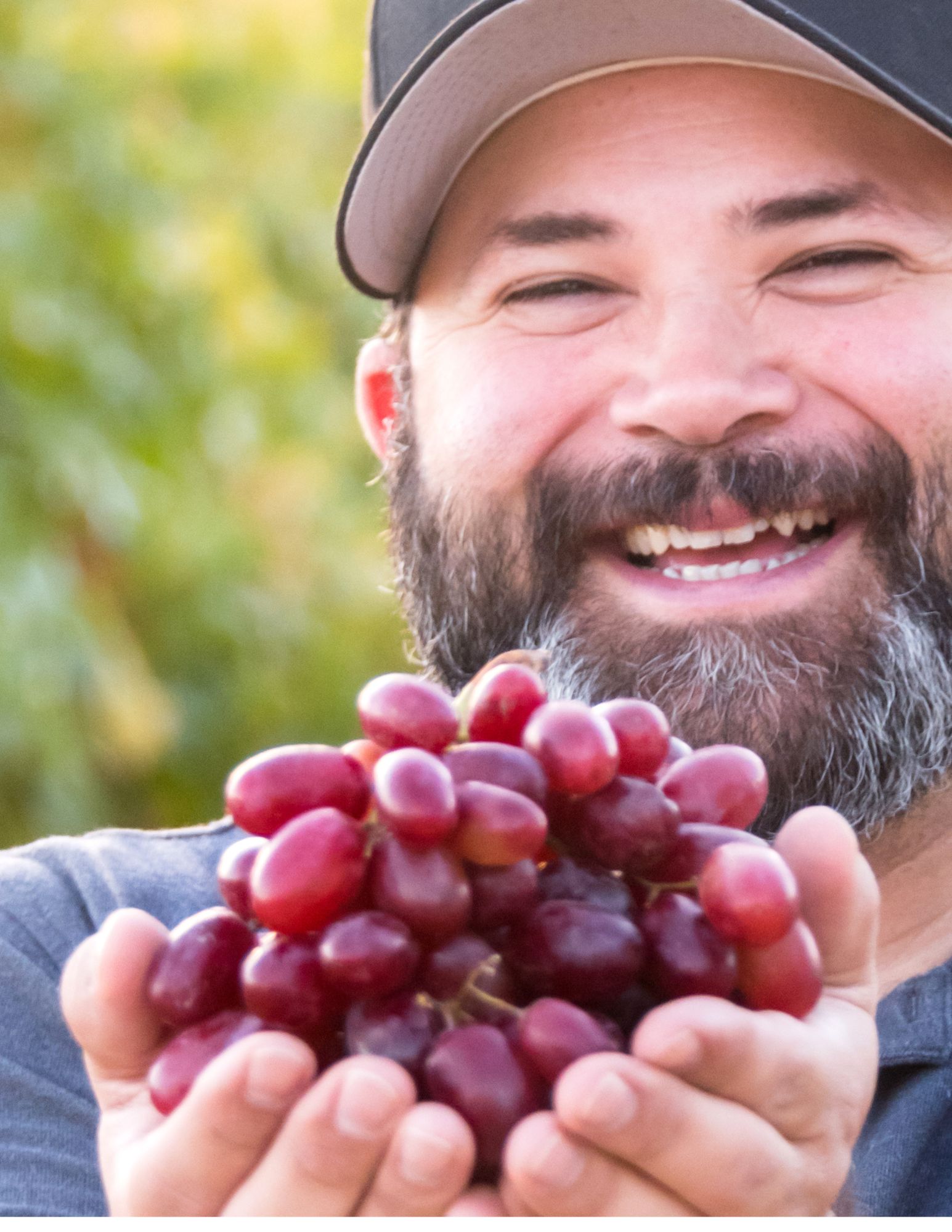 Proud Grower Holding Fresh Red Grapes with a Smile Smiling man wearing a cap holds a bunch of red grapes in his hands, symbolizing pride, harvest joy, and human connection to agricultural success.