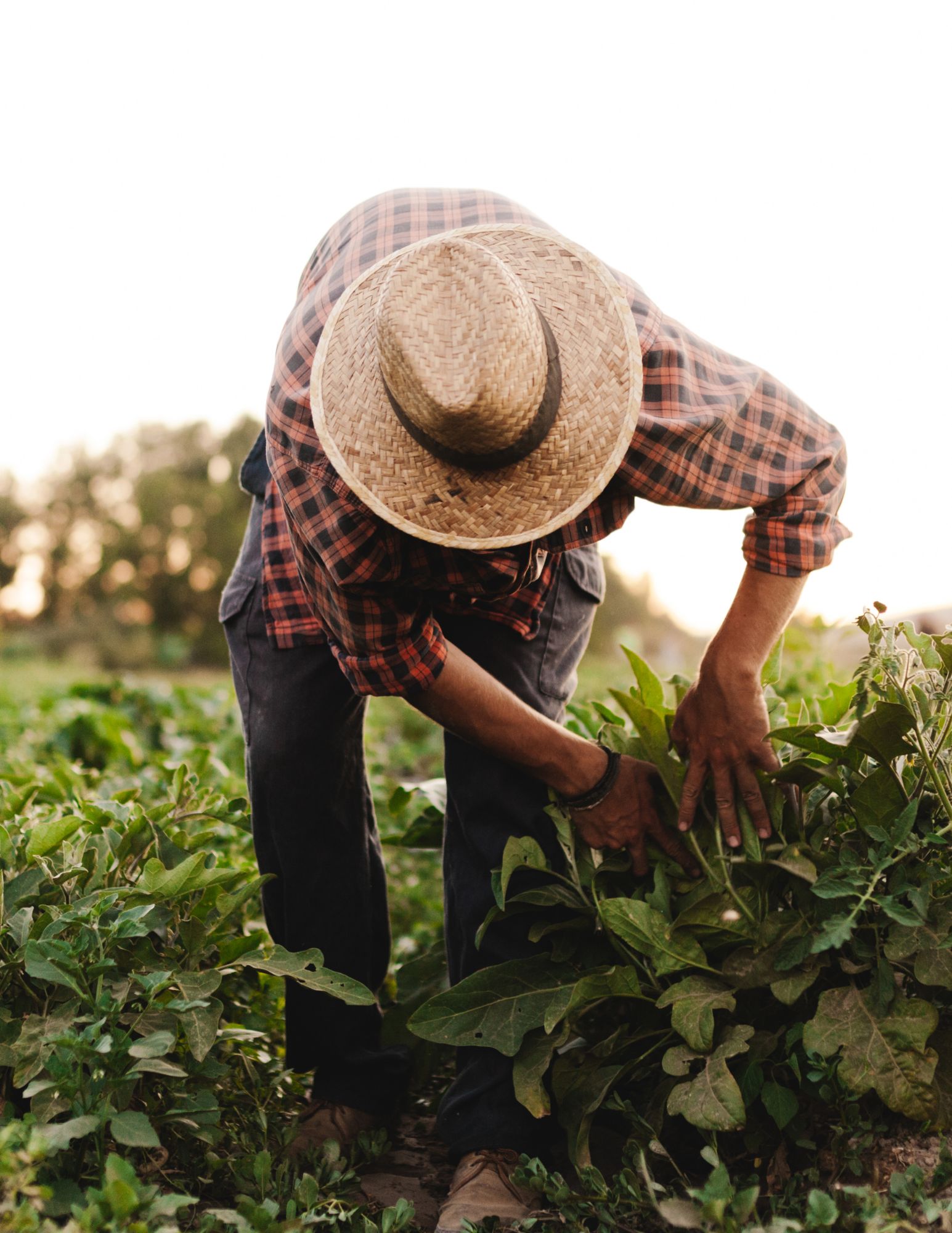 Fieldworker Tending Crops at Sunset A farmworker wearing a straw hat and plaid shirt bends over to tend green crops in a field, symbolizing dedication, labor, and connection to the land.