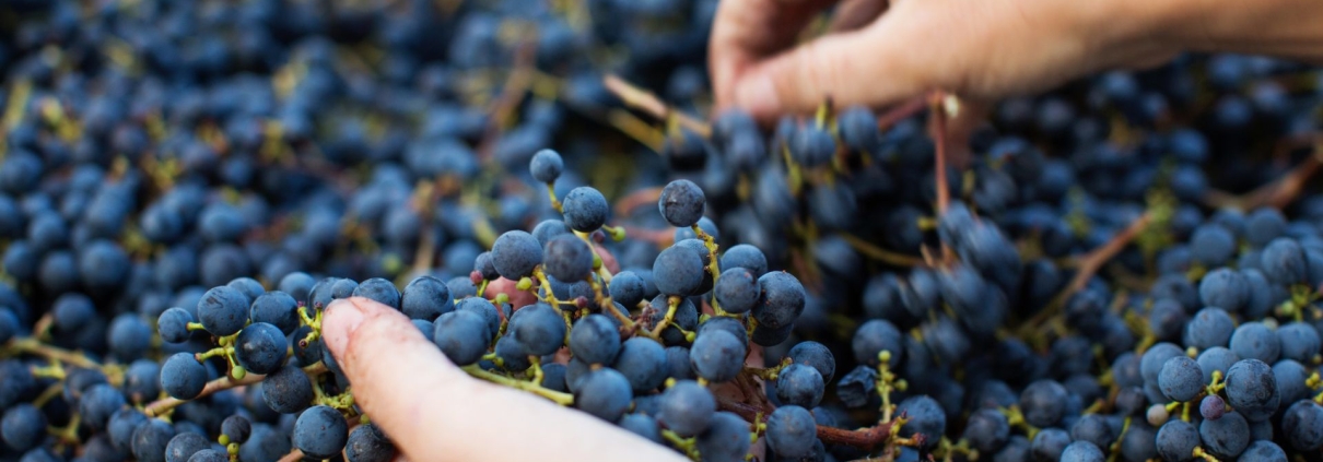 Close-up of hands sorting freshly harvested dark grapes, symbolizing manual labor, craftsmanship, and the foundation of the wine industry.