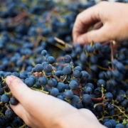 Close-up of hands sorting freshly harvested dark grapes, symbolizing manual labor, craftsmanship, and the foundation of the wine industry.
