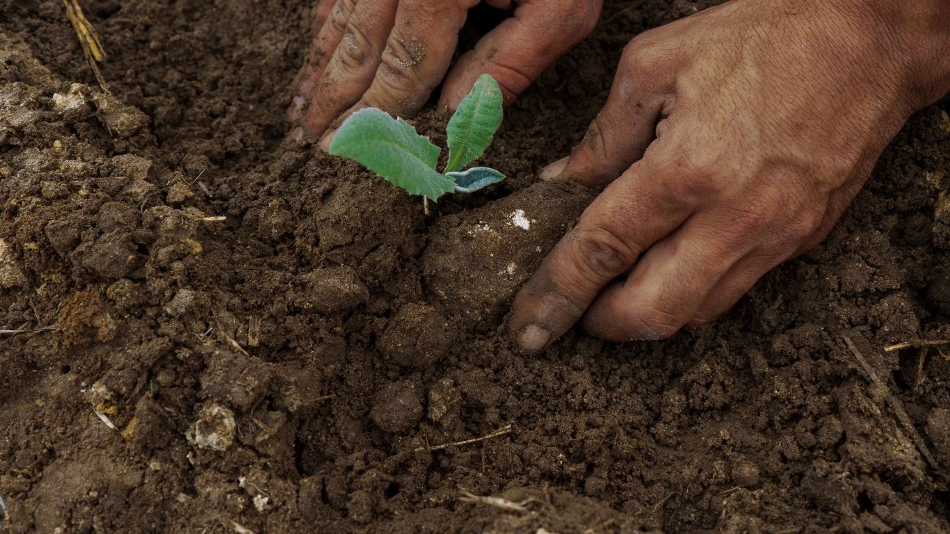 Planting with Purpose Hands gently planting a small seedling in moist soil, symbolizing care, agricultural work, and a deep connection to the land.
